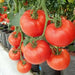 Cobra Tomato Seeds, Very productive Vegetable 10 Seeds - Caribbean garden seed