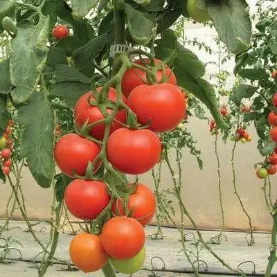 Cobra Tomato Seeds, Very productive Vegetable 10 Seeds - Caribbean garden seed