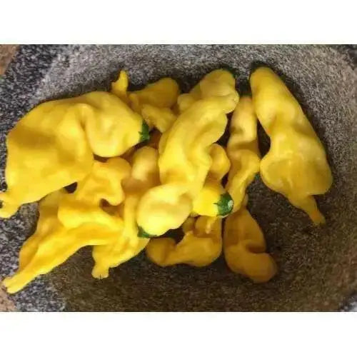 Colombian Aji Yellow Pepper Seeds, Capsicum baccatum - Caribbean garden seed