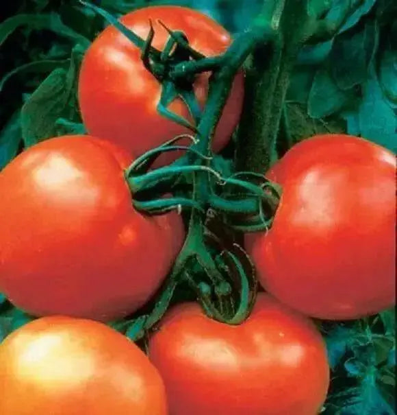 Cobra Tomato Seeds, Very productive Vegetable 10 Seeds - Caribbean garden seed