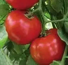 Cobra Tomato Seeds, Very productive Vegetable 10 Seeds - Caribbean garden seed