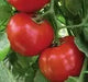 Cobra Tomato Seeds, Very productive Vegetable 10 Seeds - Caribbean garden seed