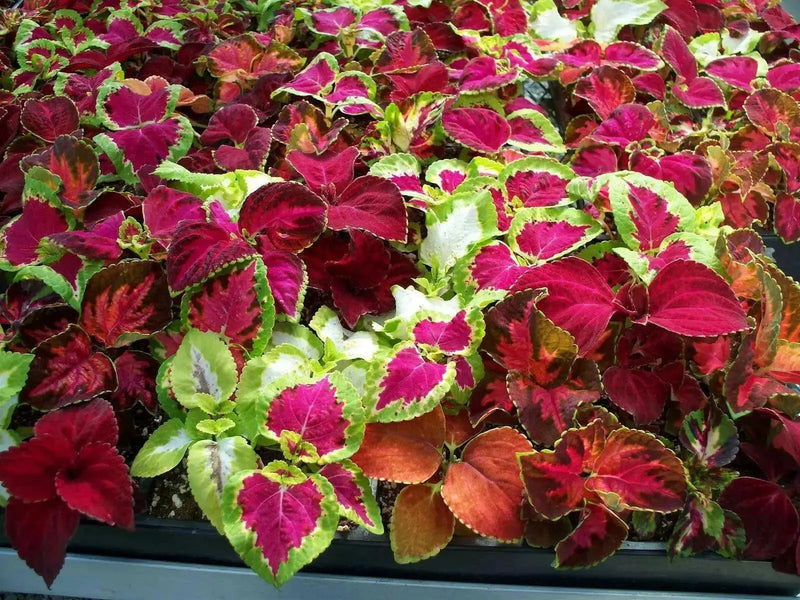 COLEUS MIXED (LIVE STARTER PLANT)  FOLIAGE - Caribbean garden seed
