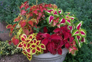 COLEUS MIXED (LIVE STARTER PLANT)  FOLIAGE - Caribbean garden seed
