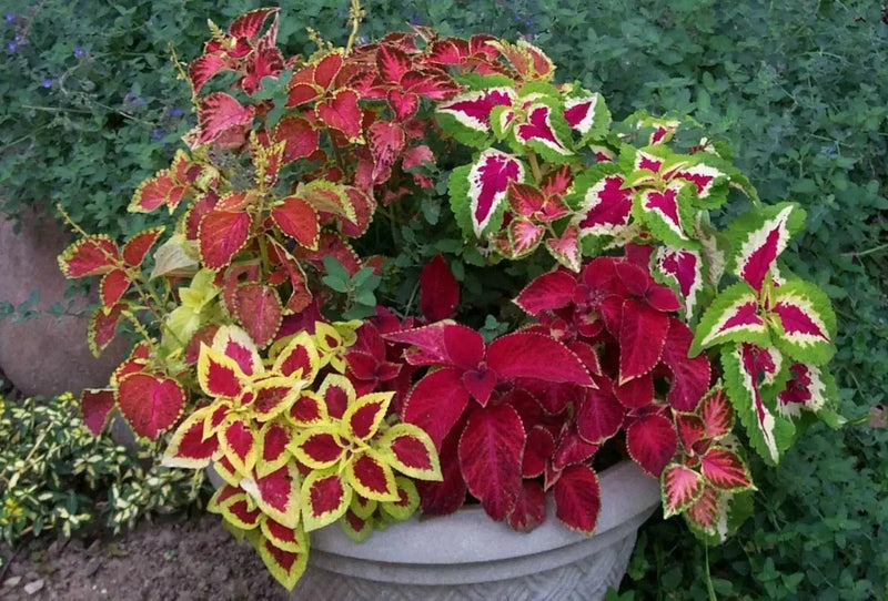 COLEUS MIXED (LIVE STARTER PLANT)  FOLIAGE - Caribbean garden seed