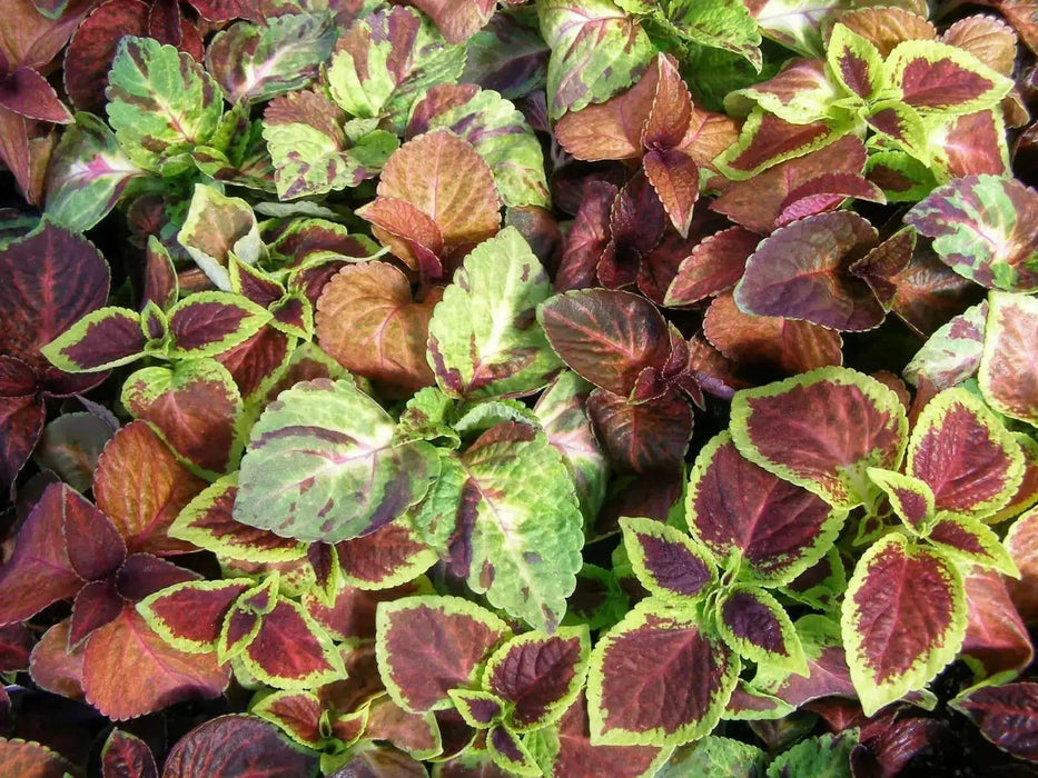 COLEUS MIXED (LIVE STARTER PLANT)  FOLIAGE - Caribbean garden seed