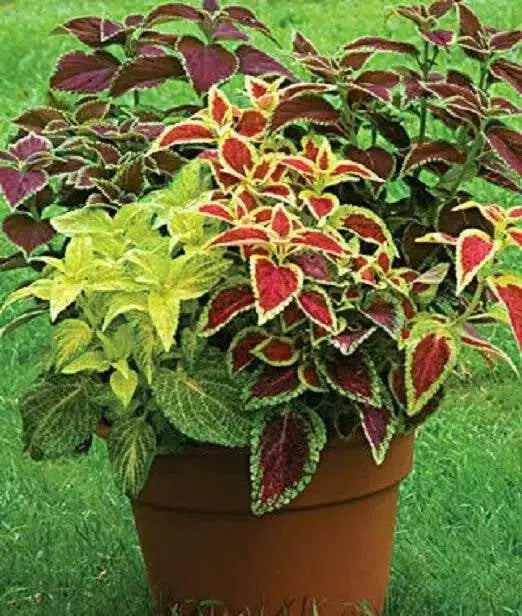 Coleus Assorted Sun Series,(LIVE STARTER PLANT) Foliage PLANT - Caribbean garden seed