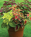 Coleus Assorted Sun Series,(LIVE STARTER PLANT) Foliage PLANT - Caribbean garden seed