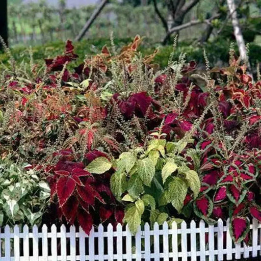 Coleus Assorted Sun Series,(LIVE STARTER PLANT) Foliage PLANT - Caribbean garden seed
