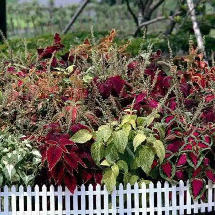 Coleus Assorted Sun Series,(LIVE STARTER PLANT) Foliage PLANT - Caribbean garden seed