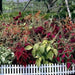 Coleus Assorted Sun Series,(LIVE STARTER PLANT) Foliage PLANT - Caribbean garden seed