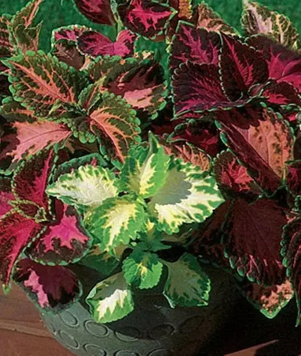 Coleus Assorted Sun Series,(LIVE STARTER PLANT) Foliage PLANT - Caribbean garden seed