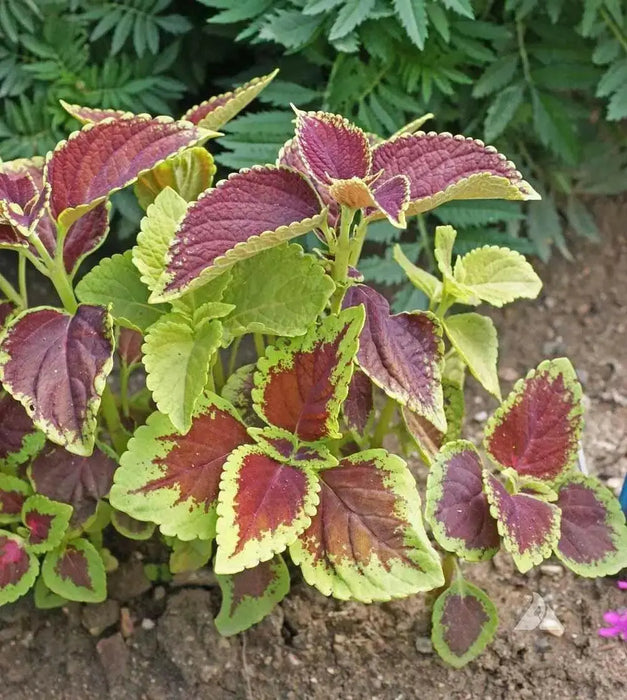 Coleus Assorted Sun Series,(LIVE STARTER PLANT) Foliage PLANT - Caribbean garden seed