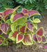 Coleus Assorted Sun Series,(LIVE STARTER PLANT) Foliage PLANT - Caribbean garden seed