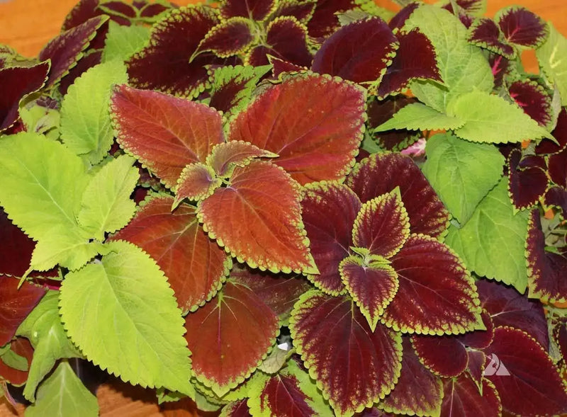 Coleus Assorted Sun Series,(LIVE STARTER PLANT) Foliage PLANT - Caribbean garden seed
