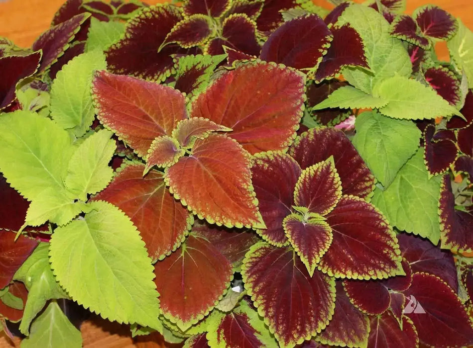 Coleus Assorted Sun Series,(LIVE STARTER PLANT) Foliage PLANT - Caribbean garden seed