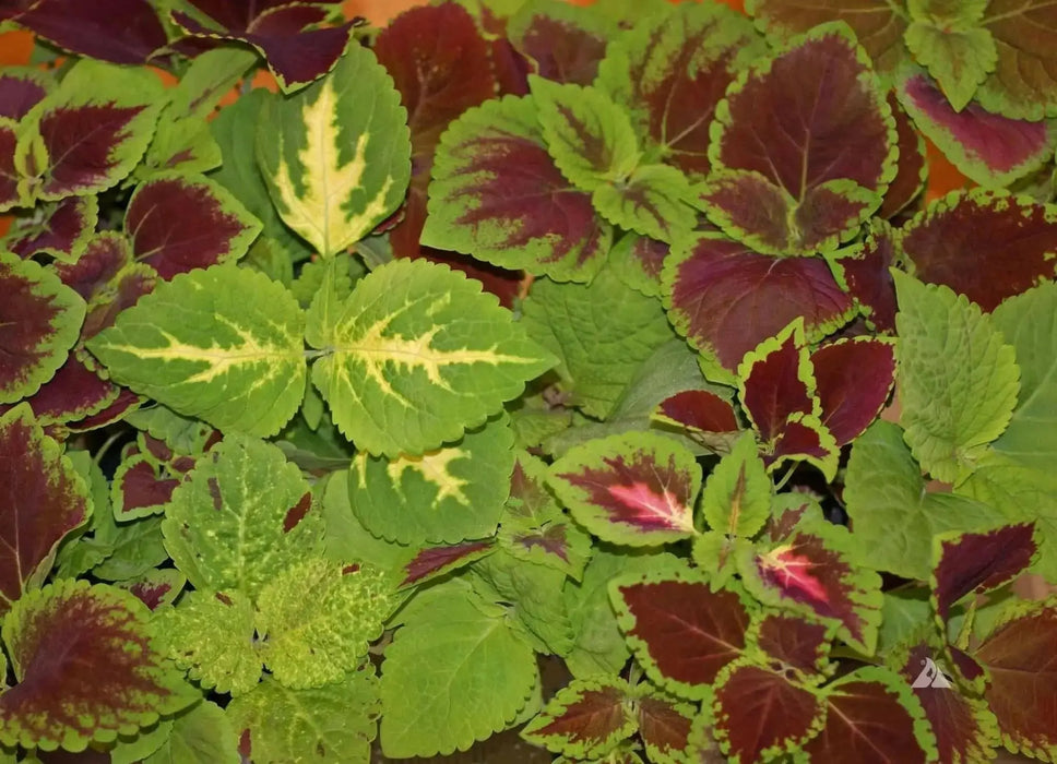 Coleus Assorted Sun Series,(LIVE STARTER PLANT) Foliage PLANT - Caribbean garden seed