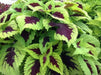 Coleus Seeds,''Kong Lime Sprite' - Caribbean garden seed