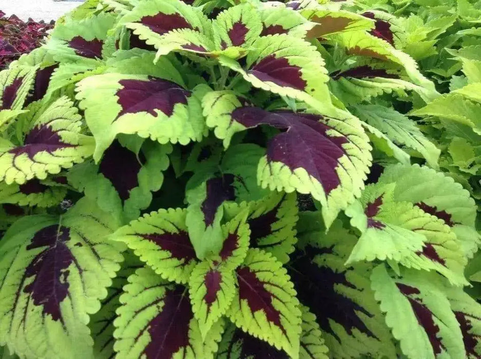Coleus Seeds,''Kong Lime Sprite' - Caribbean garden seed