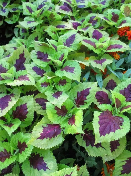 Coleus Seeds,''Kong Lime Sprite' - Caribbean garden seed