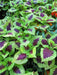 Coleus Seeds,''Kong Lime Sprite' - Caribbean garden seed