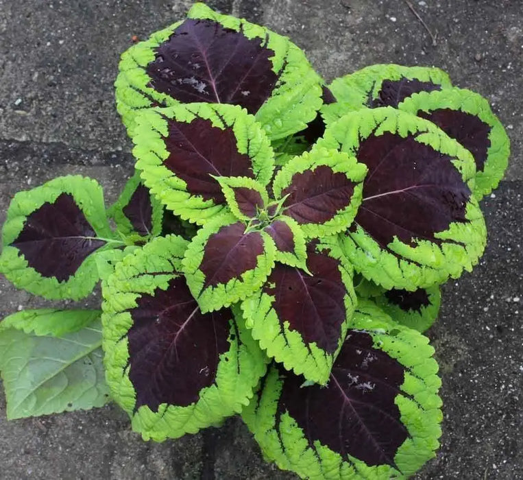 Coleus Seeds,''Kong Lime Sprite' - Caribbean garden seed