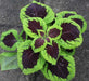 Coleus Seeds,''Kong Lime Sprite' - Caribbean garden seed