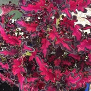 Coleus Songbird ,LIVE STARTER PLANT - Caribbean garden seed