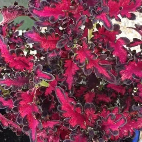 Coleus Songbird ,LIVE STARTER PLANT - Caribbean garden seed