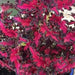 Coleus Songbird ,LIVE STARTER PLANT - Caribbean garden seed