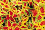 Coleus Wizard Pastel (Solenostemon) Intense Color,very Showy,Perfect for adding  intense color into the shade border,Shade Loving Plant! - Caribbean garden seed