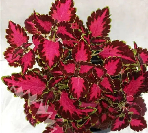 Coleus Songbird ,LIVE STARTER PLANT - Caribbean garden seed