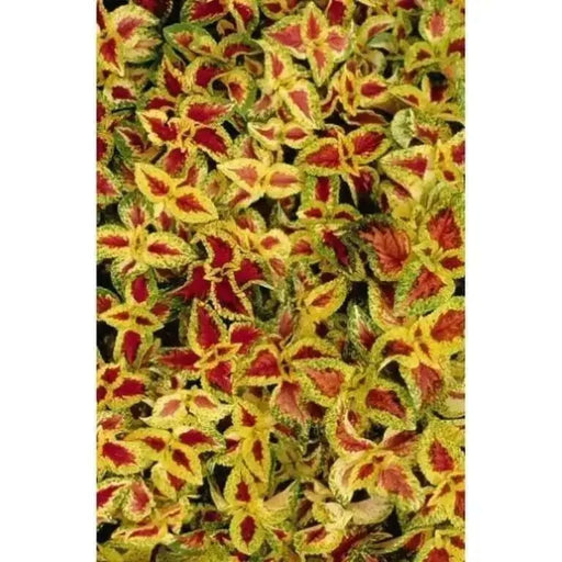 Coleus Wizard Pastel (Solenostemon) Intense Color,very Showy,Perfect for adding  intense color into the shade border,Shade Loving Plant! - Caribbean garden seed