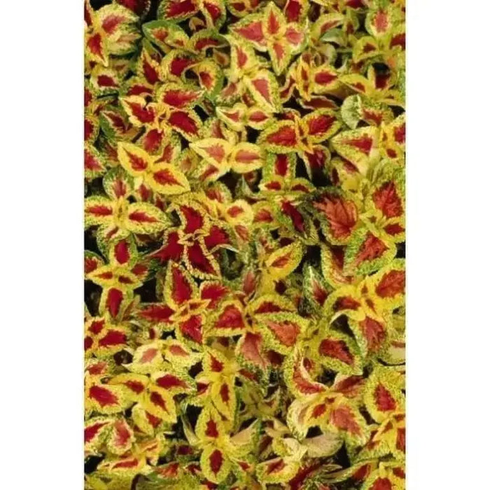 Coleus Wizard Pastel (Solenostemon) Intense Color,very Showy,Perfect for adding  intense color into the shade border,Shade Loving Plant! - Caribbean garden seed