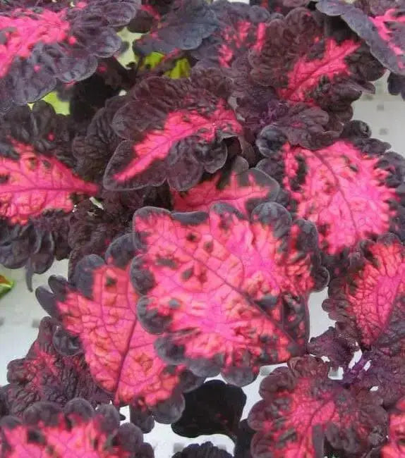 Coleus Songbird ,LIVE STARTER PLANT - Caribbean garden seed