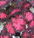 Coleus Songbird ,LIVE STARTER PLANT - Caribbean garden seed