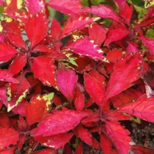 Coleus wildfire ignition (LIVE STARTER PLANT)  FOLIAGE - Caribbean garden seed