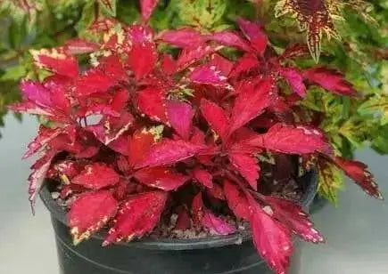 Coleus wildfire ignition (LIVE STARTER PLANT)  FOLIAGE - Caribbean garden seed