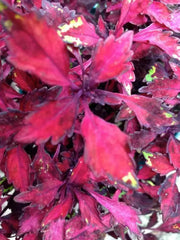 Coleus wildfire ignition (LIVE STARTER PLANT)  FOLIAGE - Caribbean garden seed