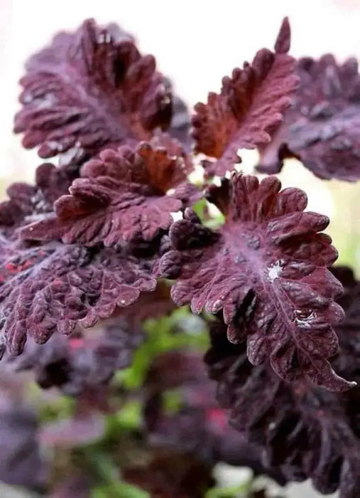 Coleus Seeds-Black Dragon-,Shade Loving, foliage plant - Caribbean garden seed