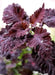 Coleus Seeds-Black Dragon-,Shade Loving, foliage plant - Caribbean garden seed