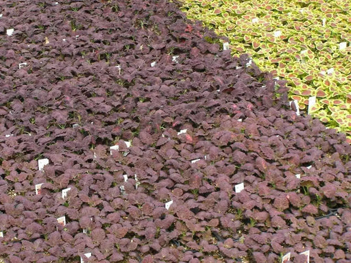 Coleus Seeds-Black Dragon-,Shade Loving, foliage plant - Caribbean garden seed
