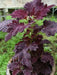 Coleus Seeds-Black Dragon-,Shade Loving, foliage plant - Caribbean garden seed