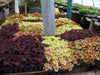 Coleus Seeds-Black Dragon-,Shade Loving, foliage plant - Caribbean garden seed