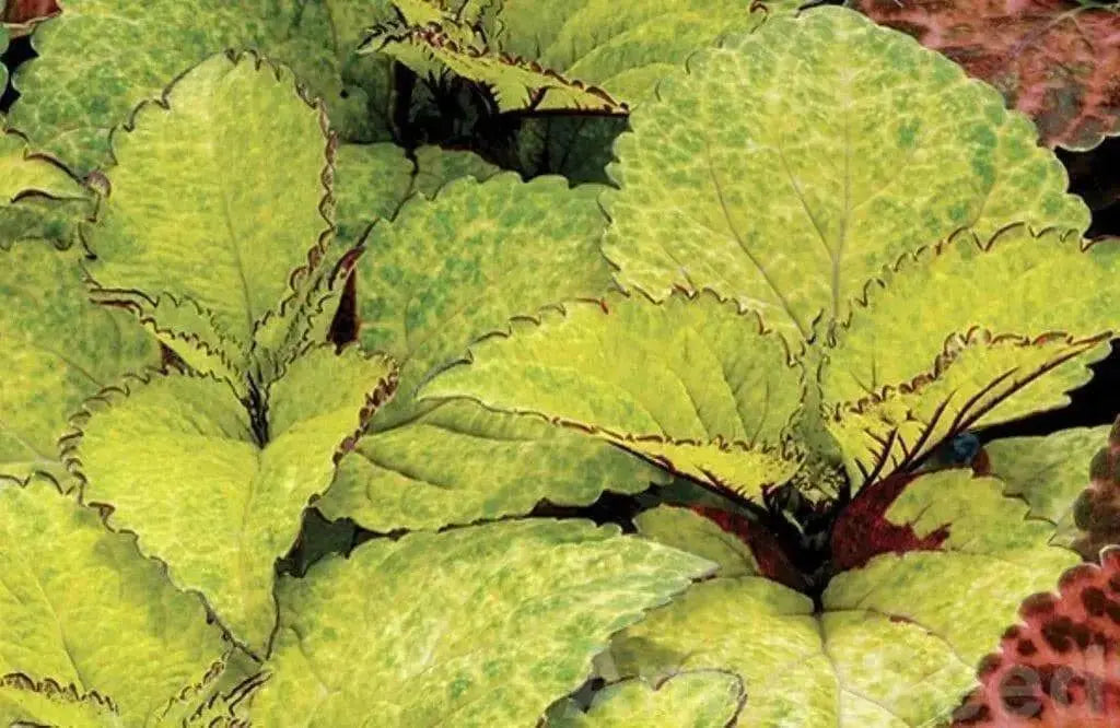 Coleus Wizard Pineapple seeds, shade loving lowers - Caribbean garden seed