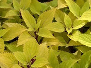 Coleus Wizard Pineapple seeds, shade loving lowers - Caribbean garden seed