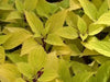 Coleus Wizard Pineapple seeds, shade loving lowers - Caribbean garden seed