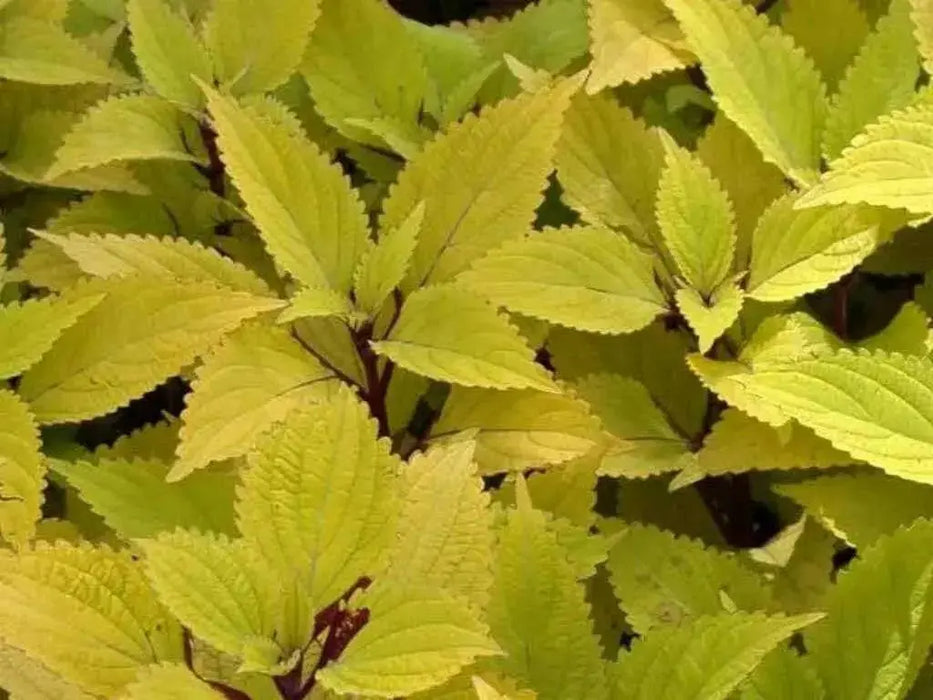 Coleus Wizard Pineapple seeds, shade loving lowers - Caribbean garden seed