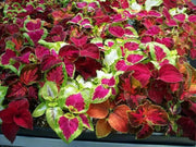Coleus Seeds - Wizard formula Mix- - Caribbean garden seed