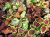 Coleus Seeds - Wizard formula Mix- - Caribbean garden seed